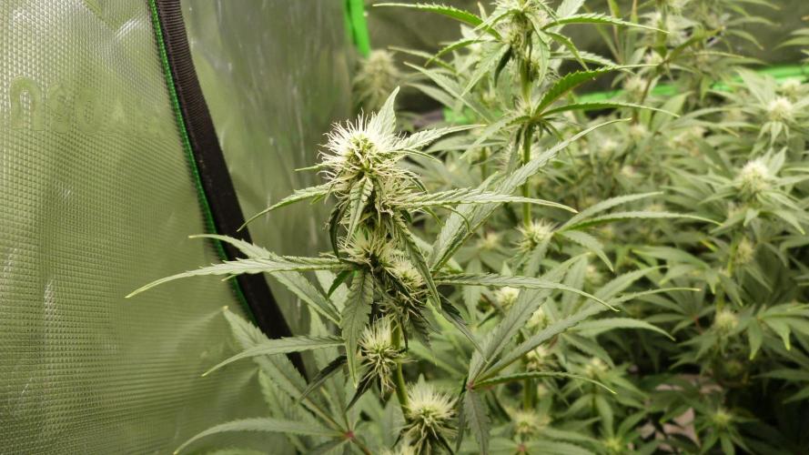Guava Sundae Automatic. Week 8