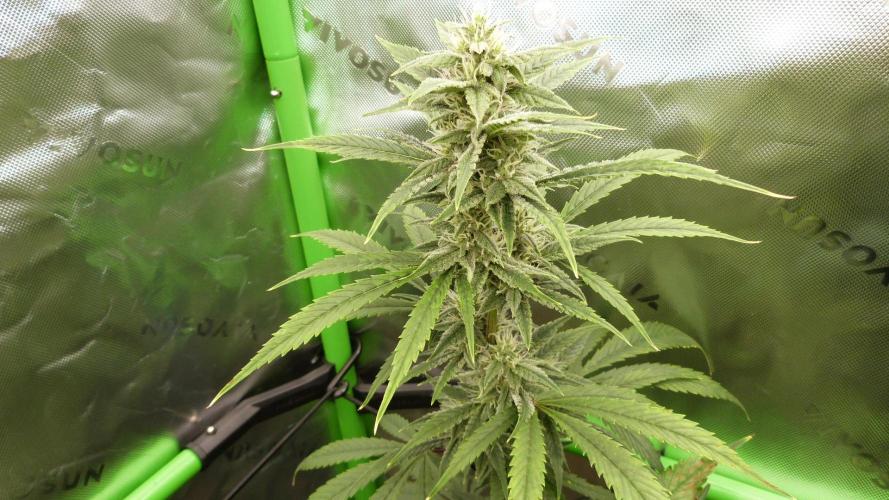 Mendo Guava Automatic. Week 9
