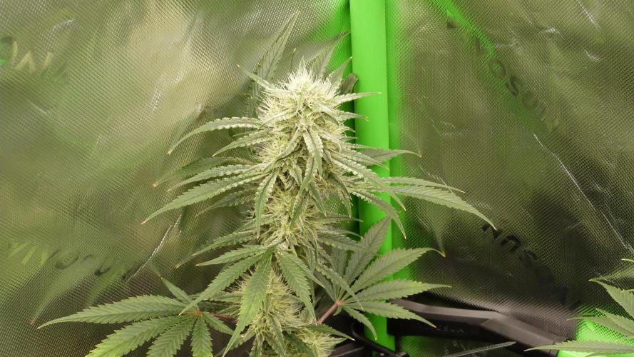 Mendo Guava Automatic. Week 9