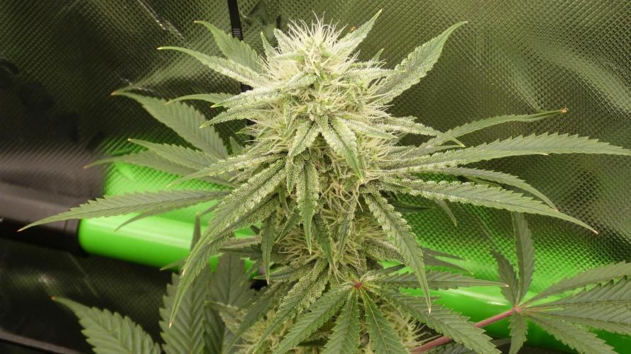 Mendo Guava Automatic. Week 9