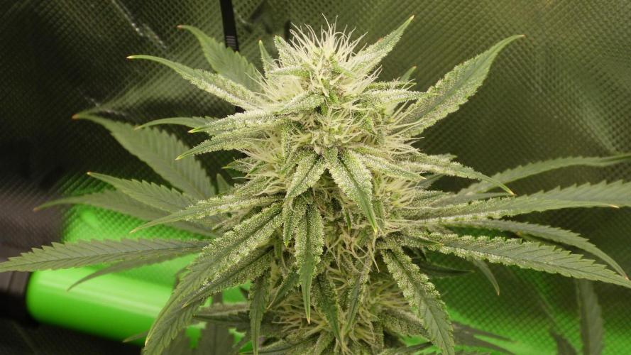 Mendo Guava Automatic. Week 9