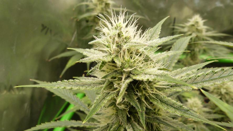 Mendo Guava Automatic. Week 9