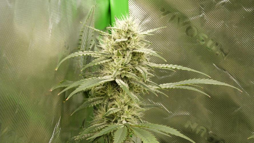 Mendo Guava Automatic. Week 9