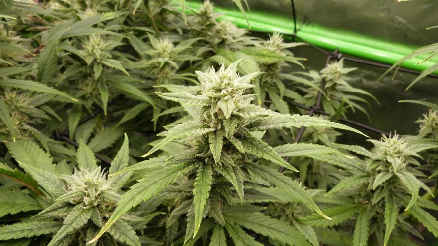 Banana Guava. Week 9