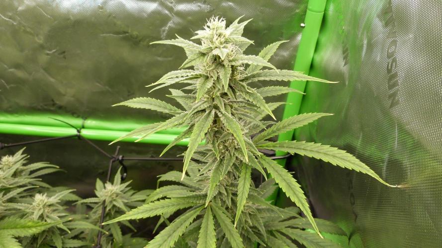 Banana Guava. Week 9