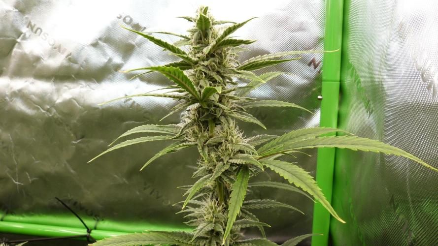 Banana Guava. Week 9