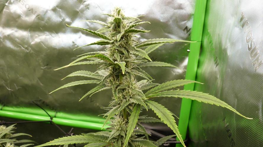 Banana Guava. Week 9