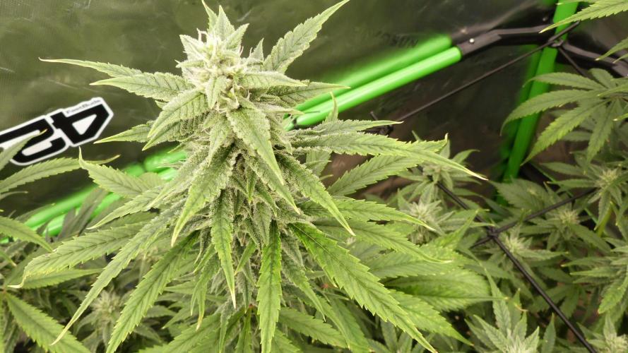 Banana Guava. Week 9