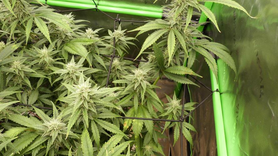 Banana Guava. Week 9