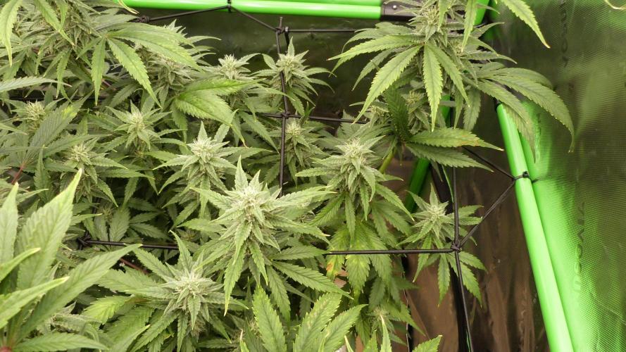 Banana Guava. Week 9