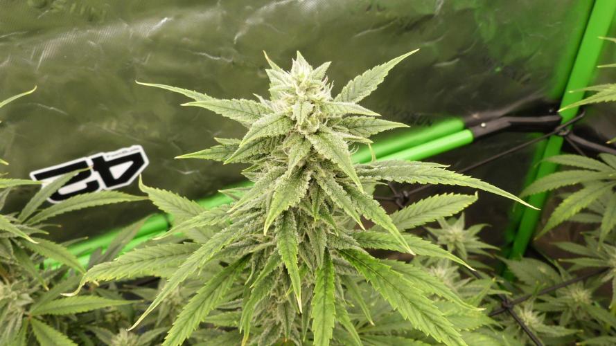 Banana Guava. Week 9