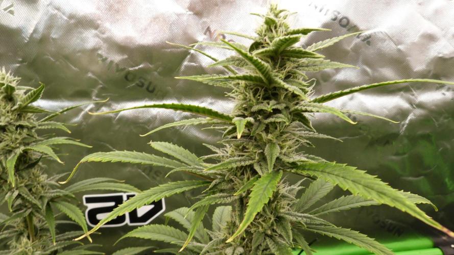 Banana Guava. Week 9