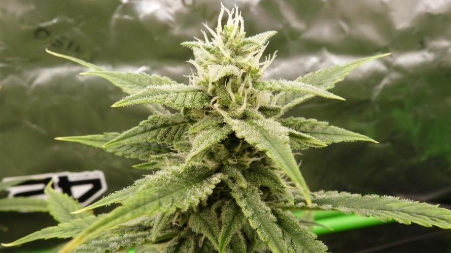 Banana Guava. Week 9