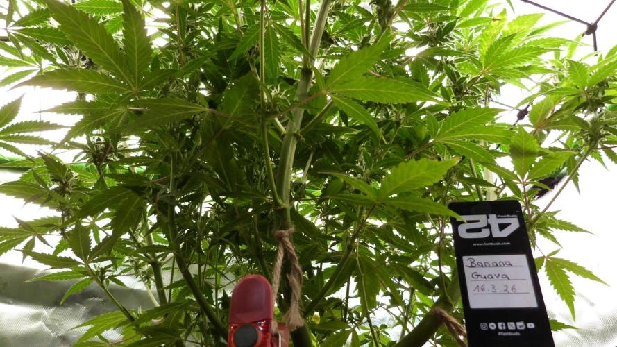 Banana Guava Auto. Week 9