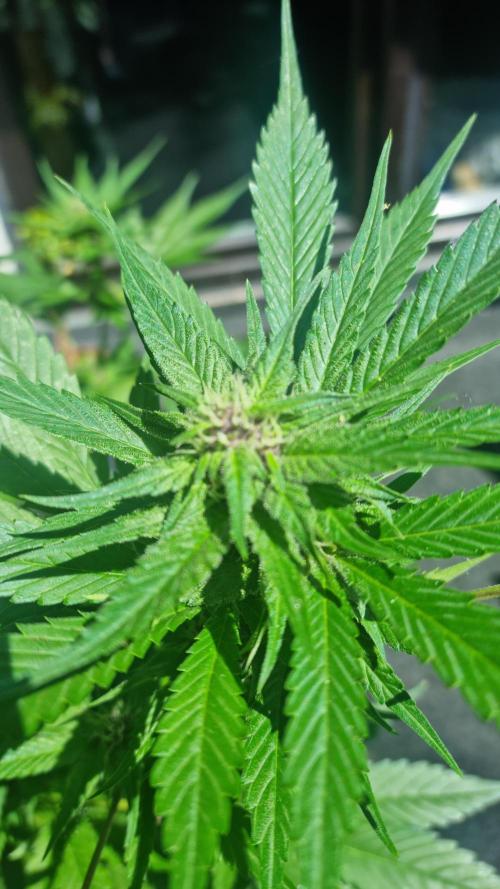 Strawberry Gorilla RF3 AUTOMATIC. Week 9