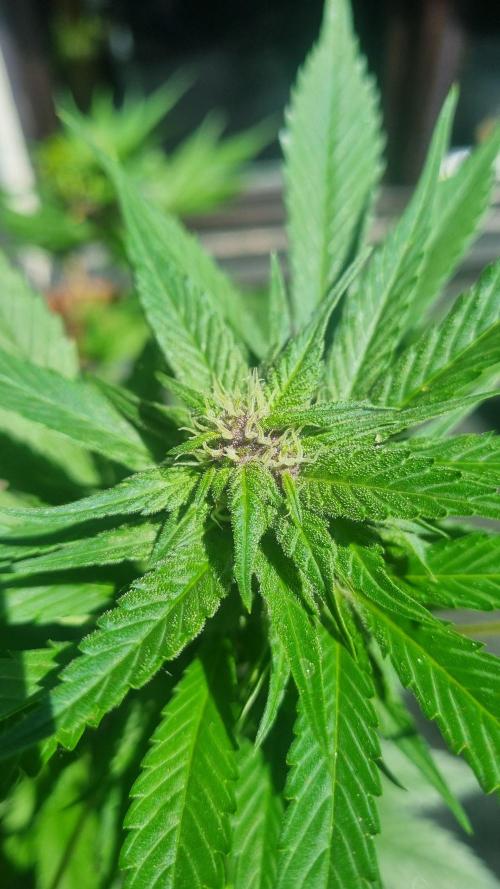 Strawberry Gorilla RF3 AUTOMATIC. Week 9
