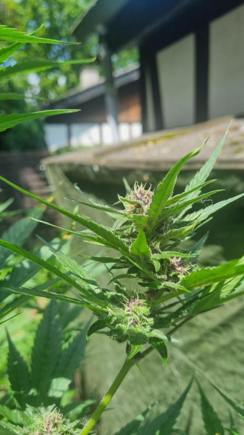 Strawberry Gorilla RF3 AUTOMATIC. Week 9