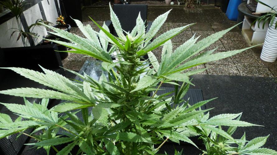 Strawberry Gorilla Automatic Fastbuds. Week 9