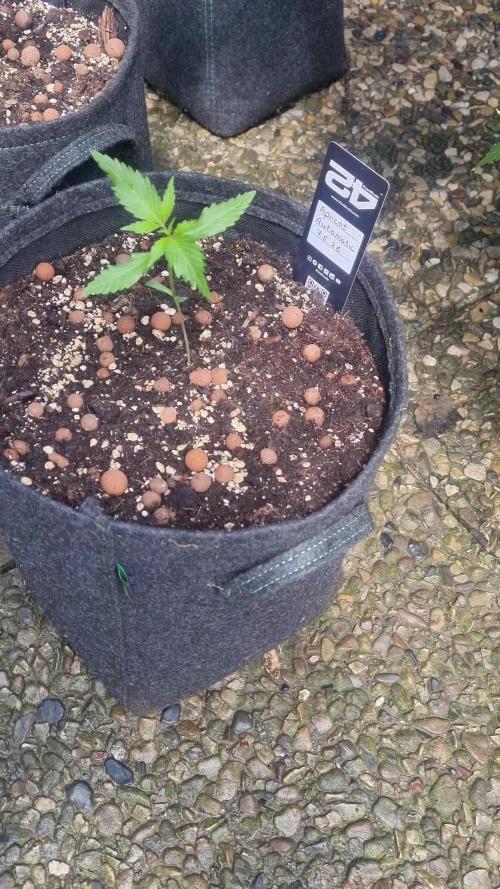 OUTDOOR Apricot Automatic FastBuds