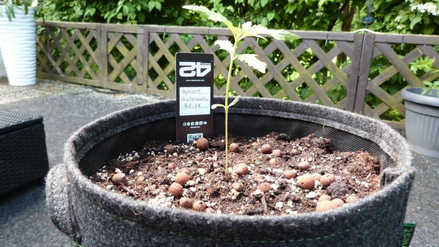 OUTDOOR Apricot Automatic FastBuds. Week 3