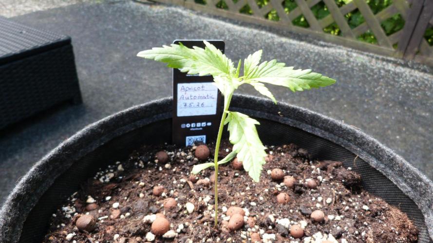OUTDOOR Apricot Automatic FastBuds. Week 3