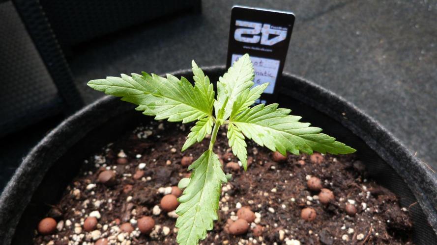 OUTDOOR Apricot Automatic FastBuds. Week 3