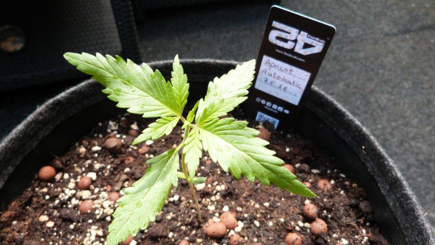 OUTDOOR Apricot Automatic FastBuds. Week 3
