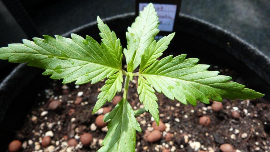 OUTDOOR Apricot Automatic FastBuds. Week 3