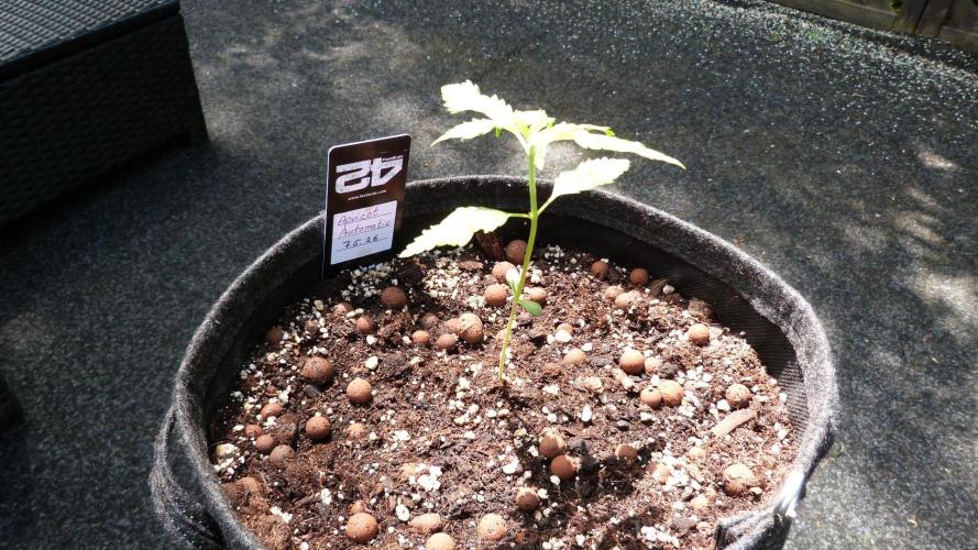 OUTDOOR Apricot Automatic FastBuds. Week 3