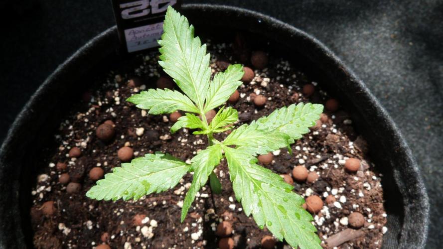 OUTDOOR Apricot Automatic FastBuds. Week 3