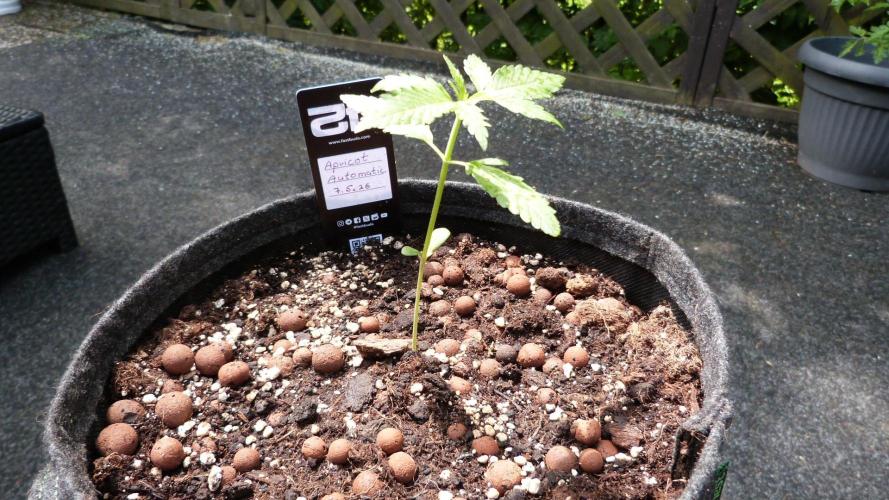 OUTDOOR Apricot Automatic FastBuds. Week 3