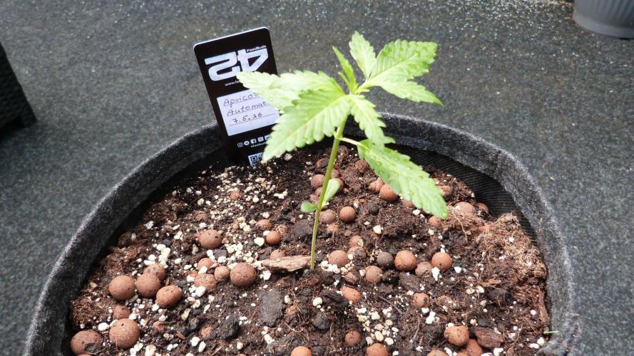 OUTDOOR Apricot Automatic FastBuds. Week 3