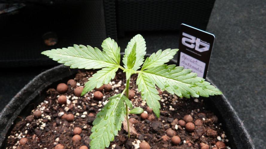 OUTDOOR Apricot Automatic FastBuds. Week 3