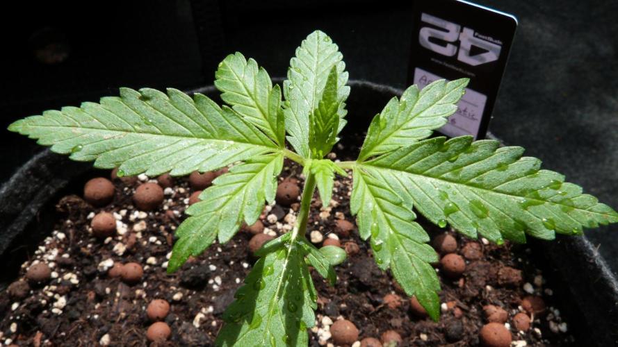 Apricot Auto. Week 3