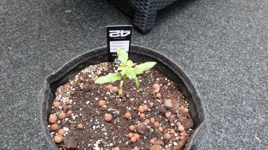 Outdoor Lemon Cherry Cookies Automatic. Week 3