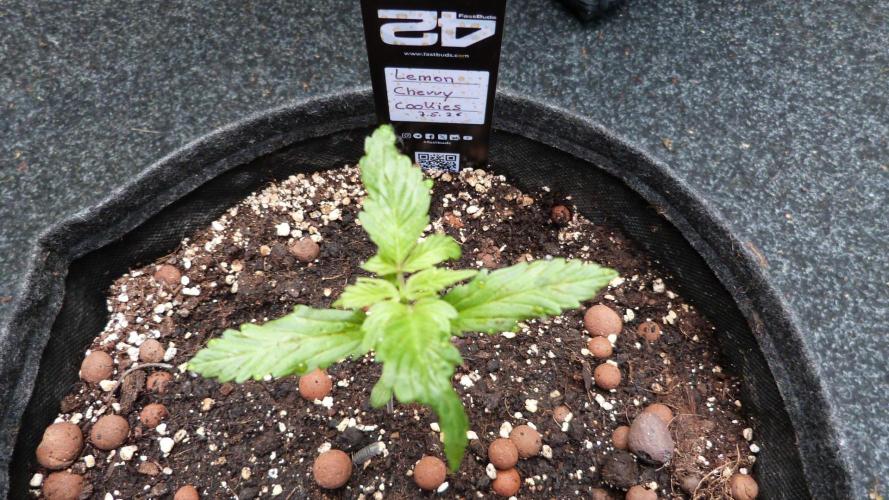 Outdoor Lemon Cherry Cookies Automatic. Week 3