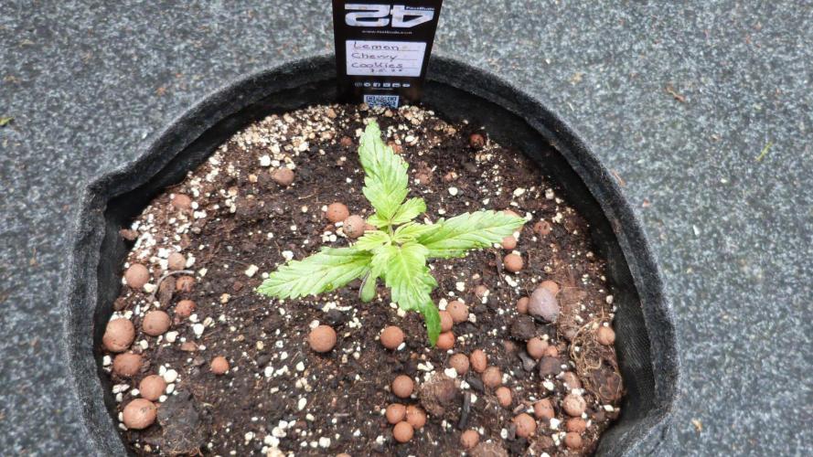 Outdoor Lemon Cherry Cookies Automatic. Week 3