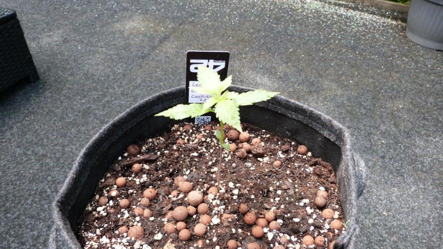 Outdoor Lemon Cherry Cookies Automatic. Week 3