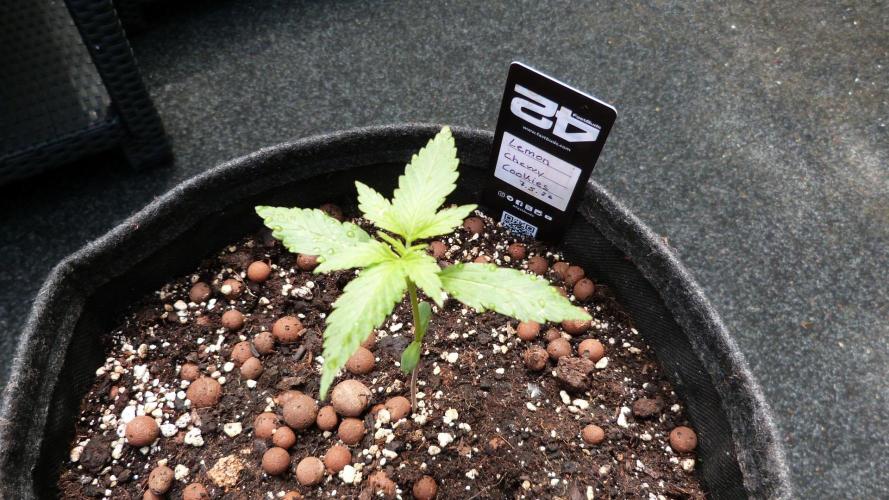 Outdoor Lemon Cherry Cookies Automatic. Week 3