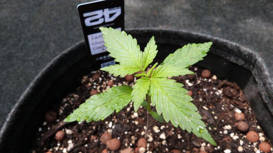 Outdoor Lemon Cherry Cookies Automatic. Week 3