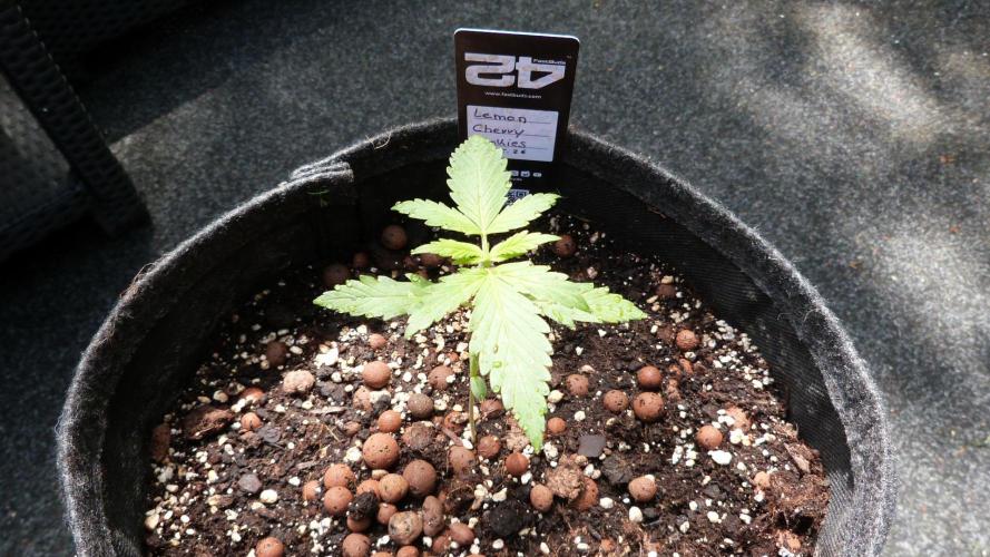 Outdoor Lemon Cherry Cookies Automatic. Week 3