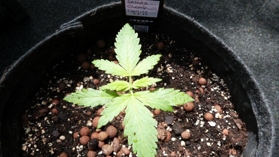 Outdoor Lemon Cherry Cookies Automatic. Week 3