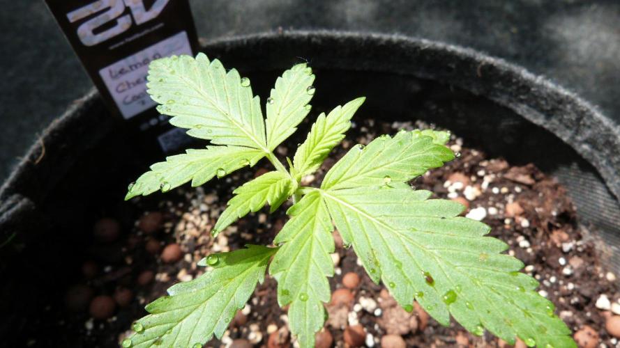 Outdoor Lemon Cherry Cookies Automatic. Week 3