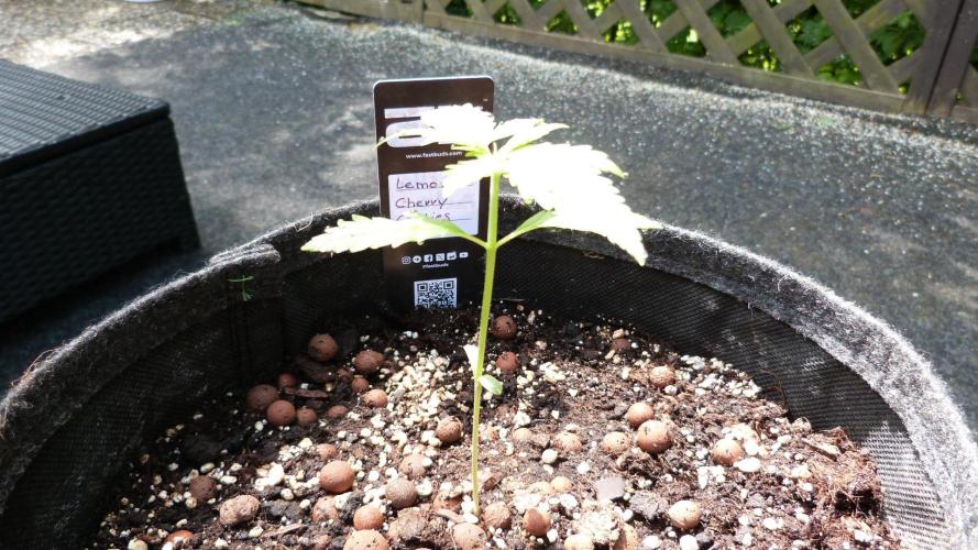 Outdoor Lemon Cherry Cookies Automatic. Week 3