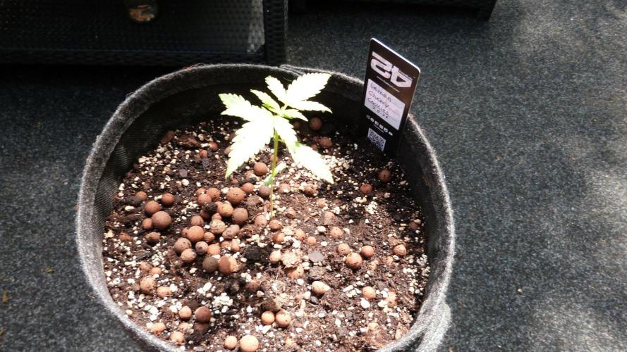 Lemon Cherry Cookies Auto. Week 3