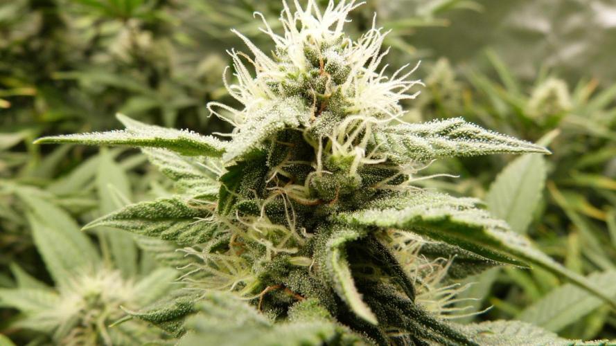 Mendo Frost Automatic. Week 9
