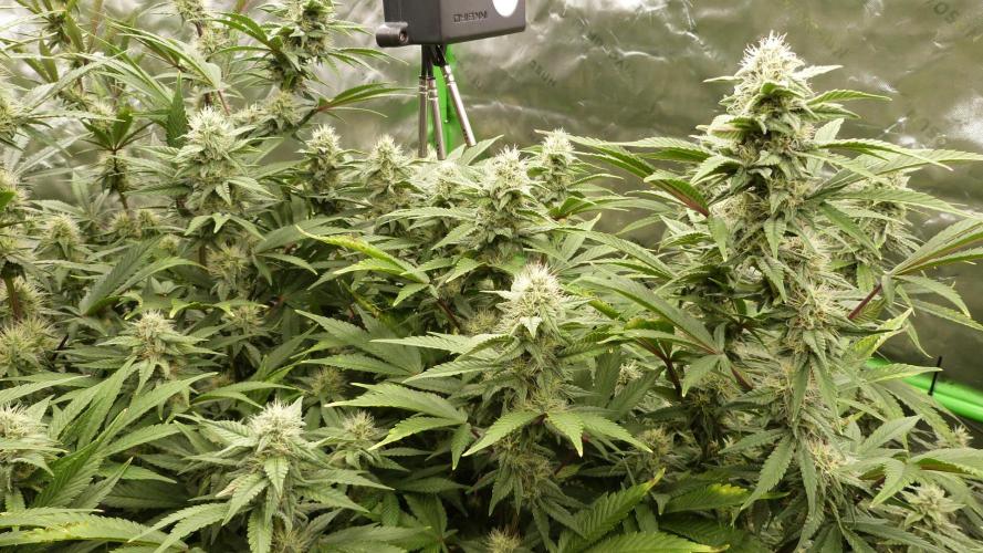 Mendo Frost Automatic. Week 9