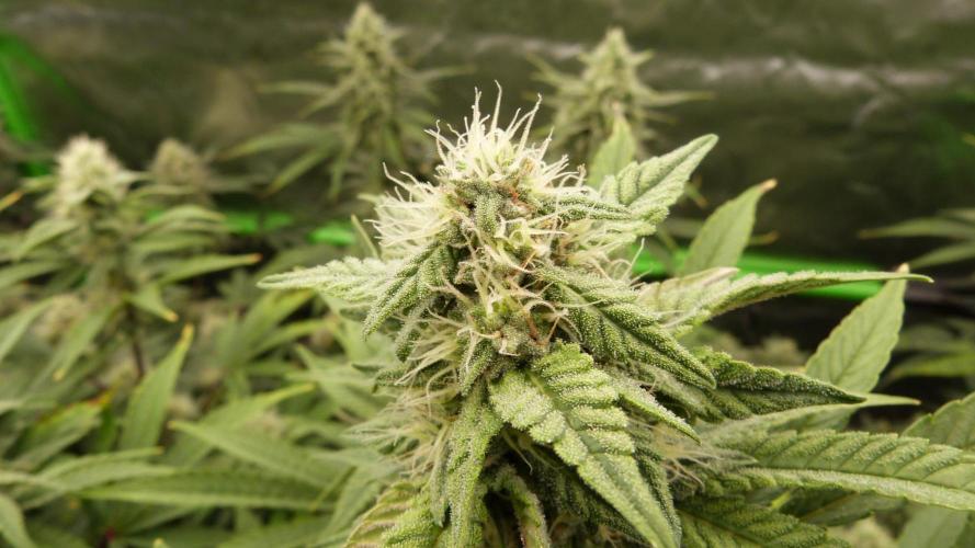 Mendo Frost Auto. Week 9