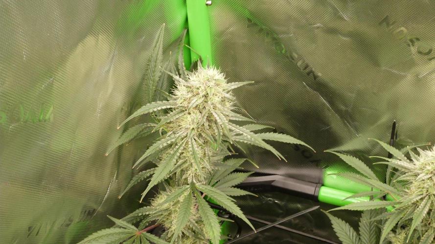 Mendo Guava Automatic. Week 10