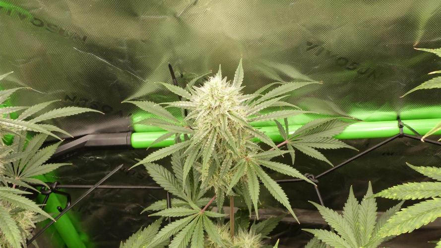 Mendo Guava Automatic. Week 10